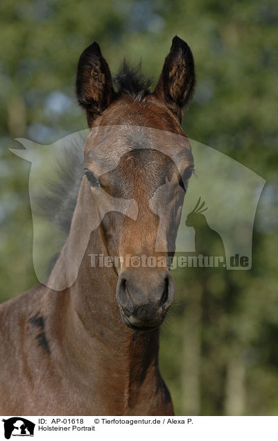 Holsteiner Portrait / horse portrait / AP-01618