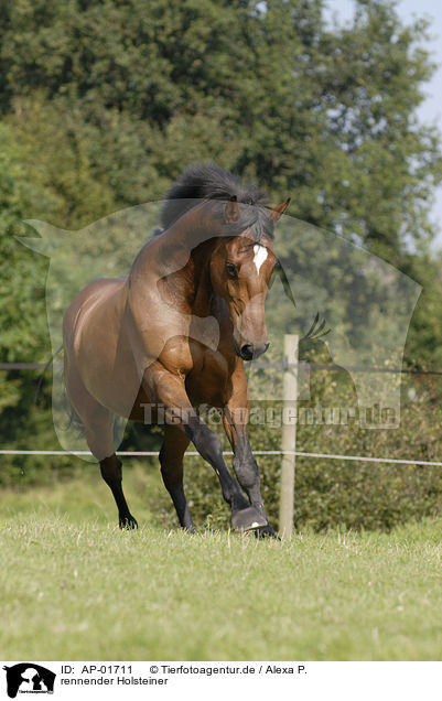 rennender Holsteiner / running horse / AP-01711