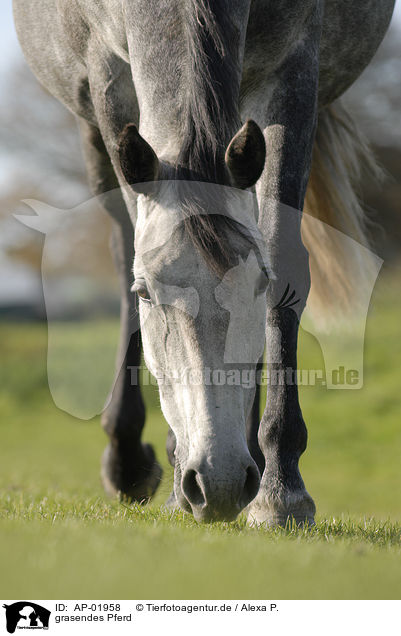 grasendes Pferd / grazing horse / AP-01958