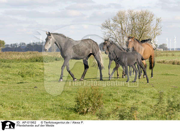 Pferdeherde auf der Weide / herd of horses on meadow / AP-01962