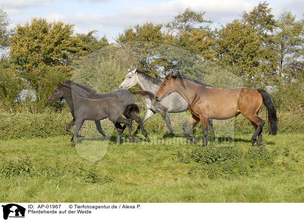 Pferdeherde auf der Weide / herd of horses on meadow / AP-01967