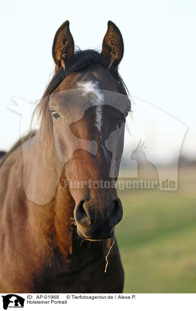 Holsteiner Portrait / horse portrait / AP-01968