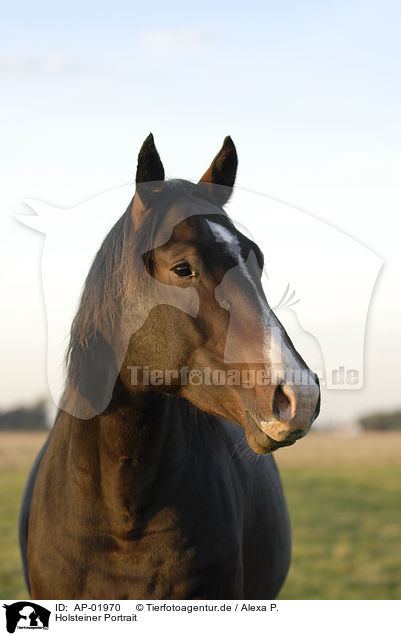 Holsteiner Portrait / horse portrait / AP-01970