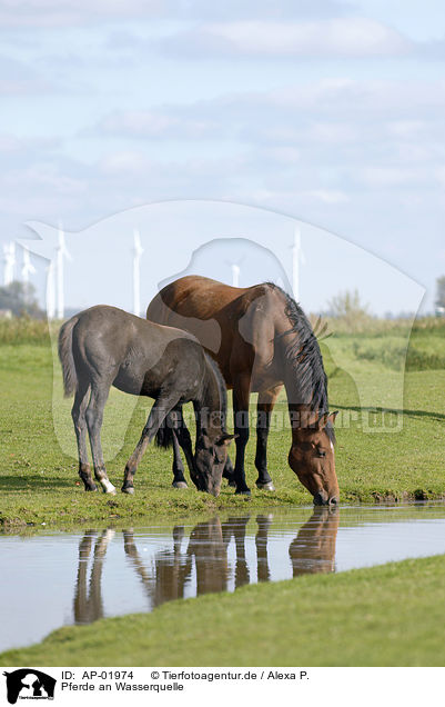 Pferde an Wasserquelle / AP-01974