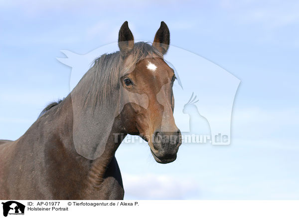 Holsteiner Portrait / horse portrait / AP-01977