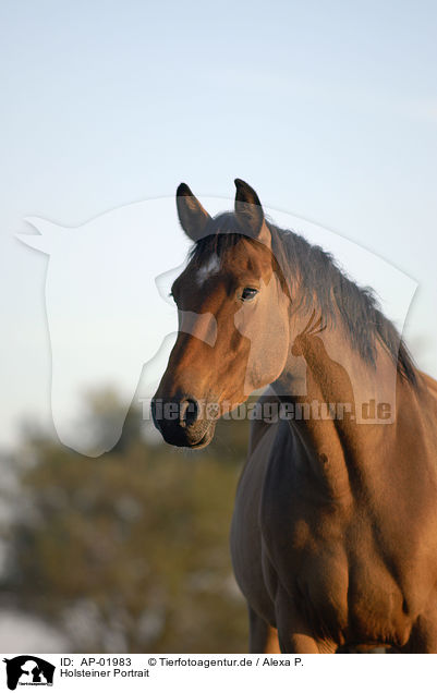 Holsteiner Portrait / horse portrait / AP-01983