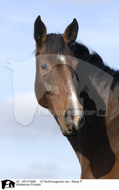 Holsteiner Portrait / horse portrait / AP-01988