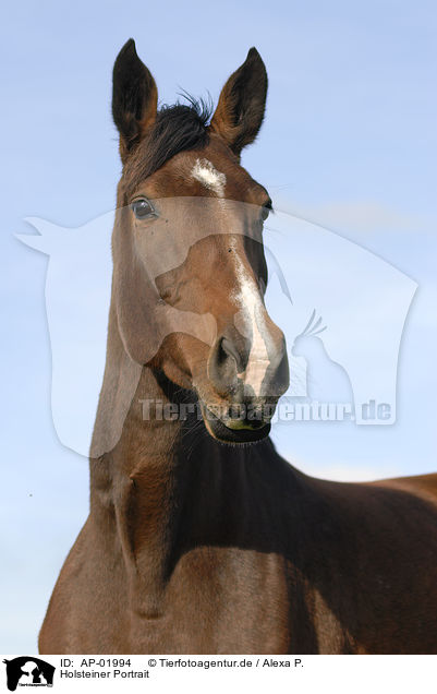 Holsteiner Portrait / horse portrait / AP-01994