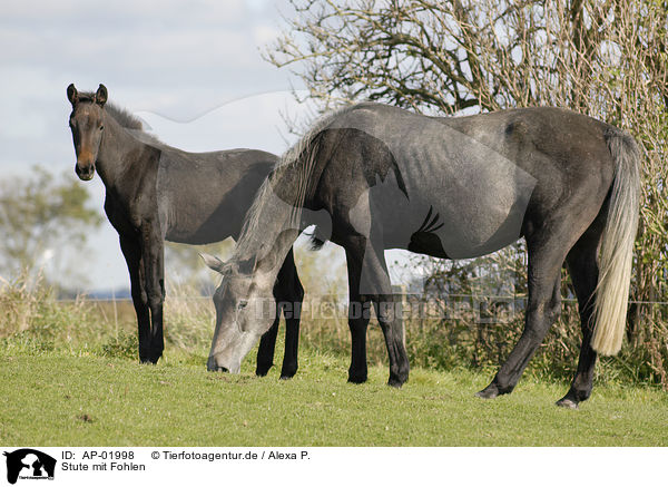 Stute mit Fohlen / mare with foal / AP-01998