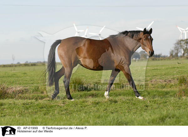 Holsteiner auf der Weide / horse on meadow / AP-01999