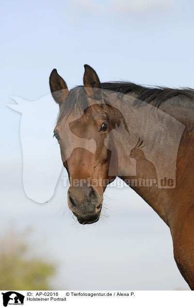 Holsteiner Portrait / horse portrait / AP-02016