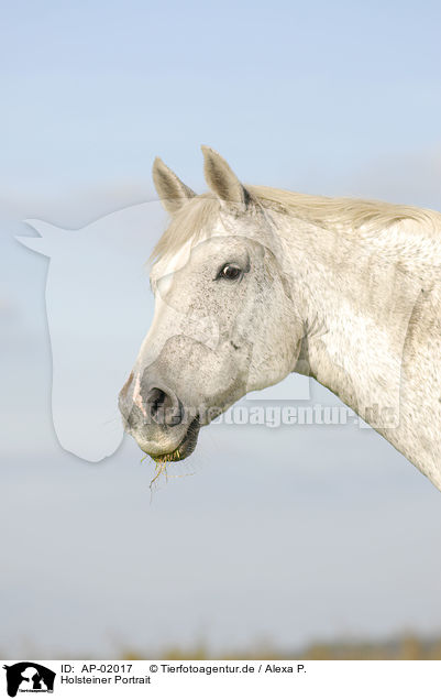 Holsteiner Portrait / horse portrait / AP-02017
