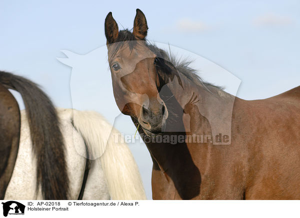 Holsteiner Portrait / horse portrait / AP-02018