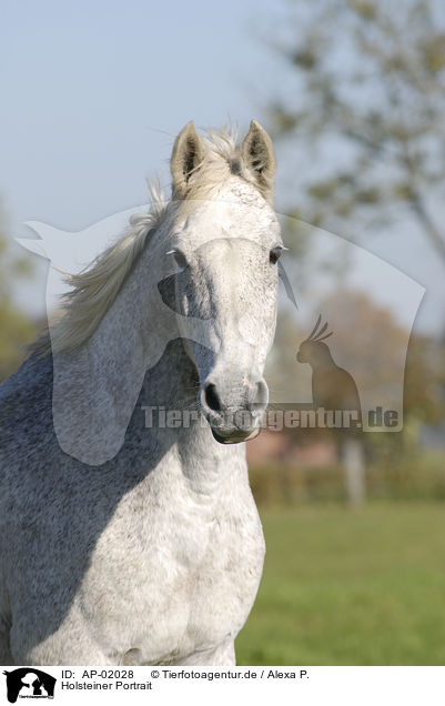 Holsteiner Portrait / AP-02028