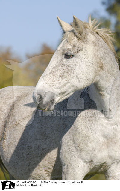 Holsteiner Portrait / horse portrait / AP-02030