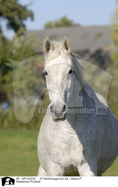 Holsteiner Portrait / horse portrait / AP-02034