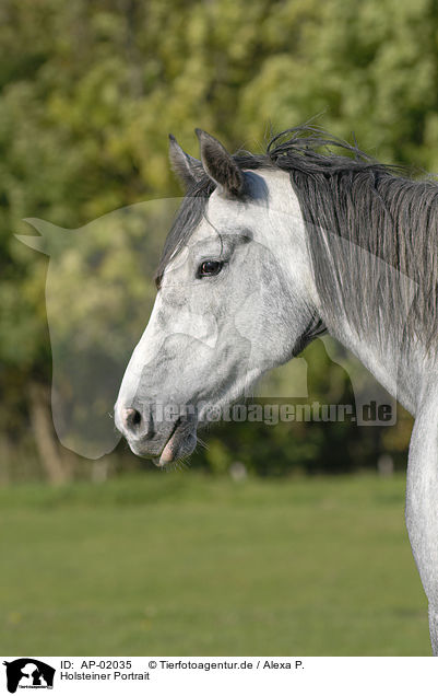 Holsteiner Portrait / horse portrait / AP-02035