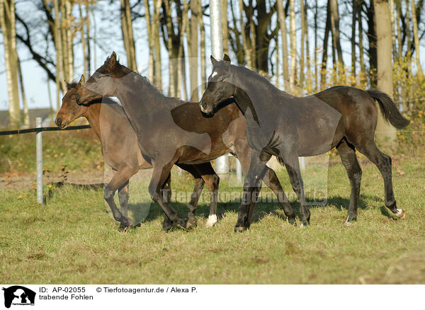 trabende Fohlen / trotting foals / AP-02055