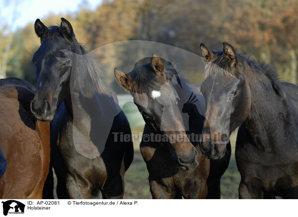 Holsteiner / horses / AP-02081