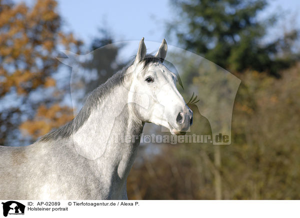 Holsteiner portrait / AP-02089
