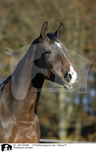 Holsteiner portrait / horse portrait / AP-02096