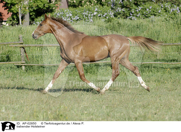 trabender Holsteiner / trotting horse / AP-02850