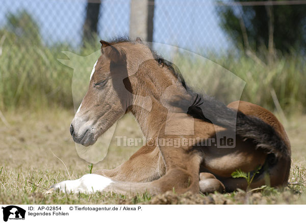 liegendes Fohlen / AP-02854
