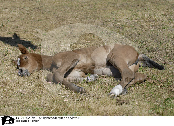 liegendes Fohlen / AP-02866