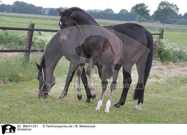 Holsteiner / Holstein Horse / BM-01341
