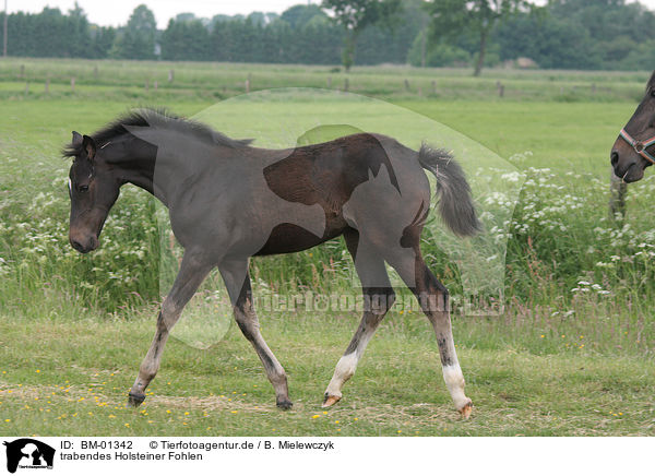 trabendes Holsteiner Fohlen / trotting foal / BM-01342
