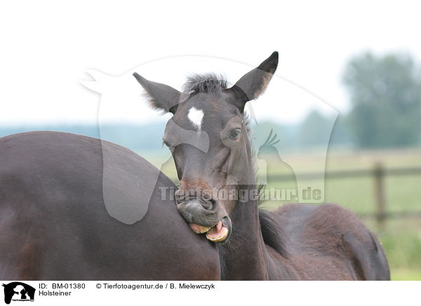 Holsteiner / Holstein Horse / BM-01380