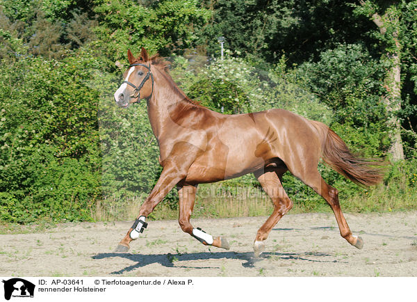 rennender Holsteiner / running Holsteiner / AP-03641