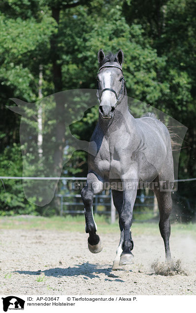 rennender Holsteiner / running horse / AP-03647