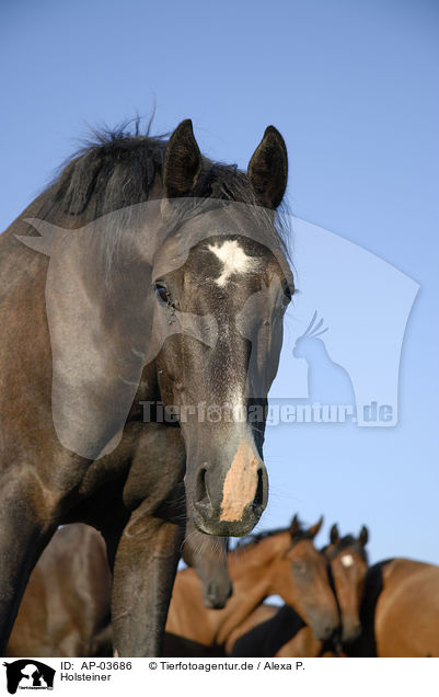 Holsteiner / Holstein Horses / AP-03686