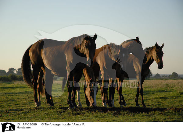 Holsteiner / Holstein Horses / AP-03689