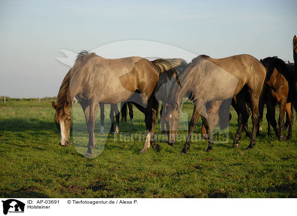 Holsteiner / Holstein Horses / AP-03691