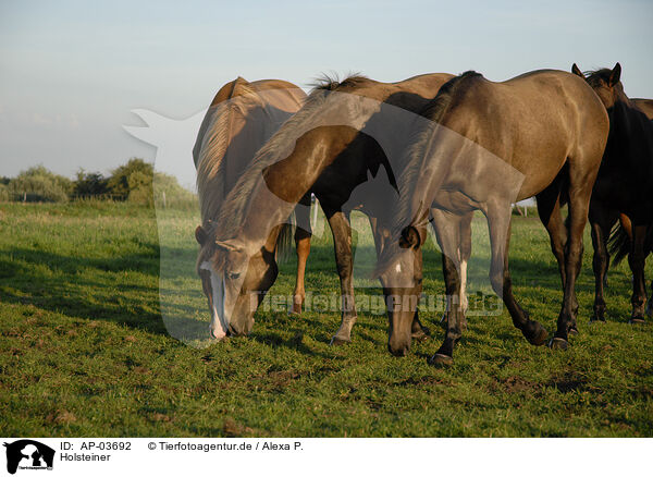 Holsteiner / Holstein Horses / AP-03692