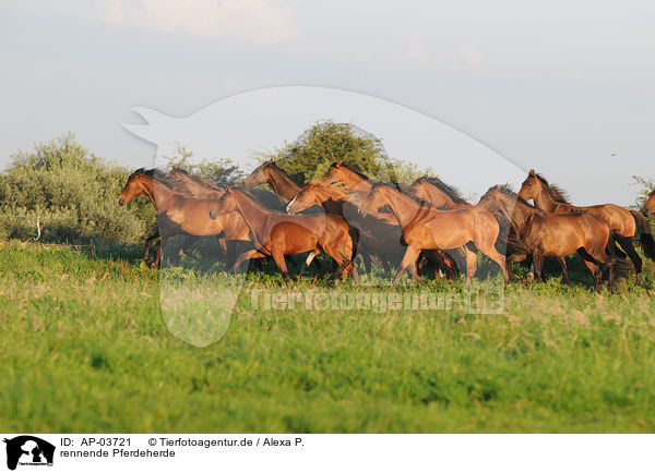 rennende Pferdeherde / running herd of horses / AP-03721