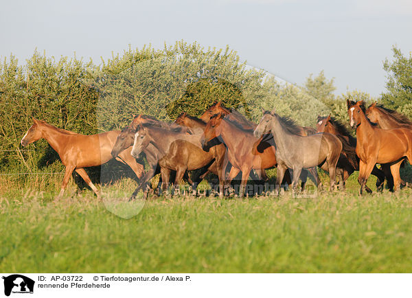 rennende Pferdeherde / running herd of horses / AP-03722