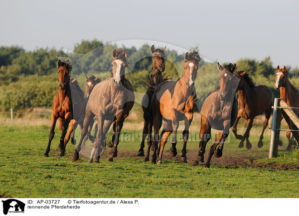 rennende Pferdeherde / running herd of horses / AP-03727