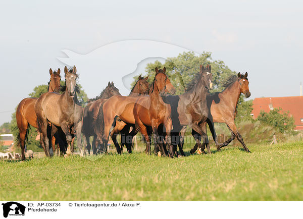 Pferdeherde / herd of horses / AP-03734