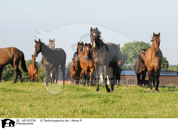 Pferdeherde / herd of horses / AP-03758