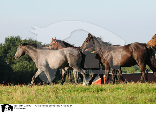 Holsteiner / Holstein Horses / AP-03759