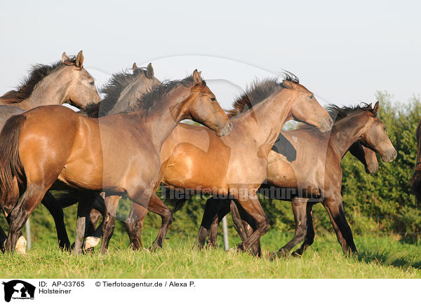 Holsteiner / Holstein Horses / AP-03765