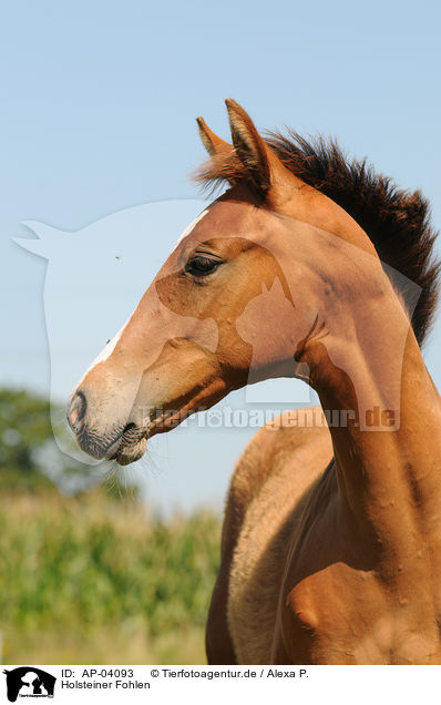 Holsteiner Fohlen / foal / AP-04093