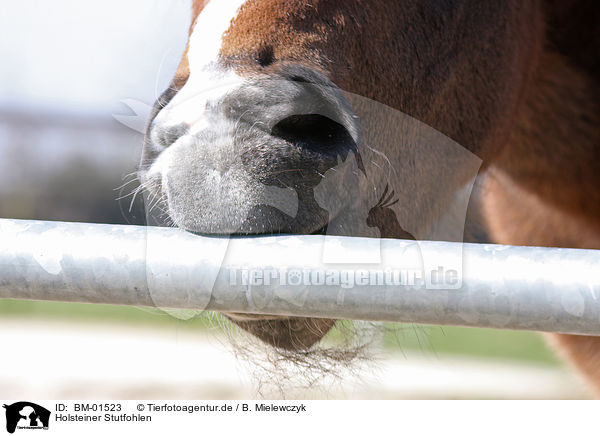 Holsteiner Stutfohlen / holsteiner foal / BM-01523
