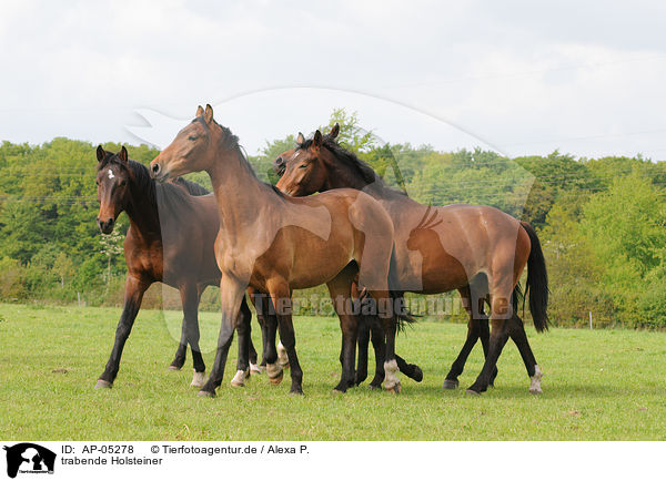 trabende Holsteiner / trotting Holsteiner horses / AP-05278