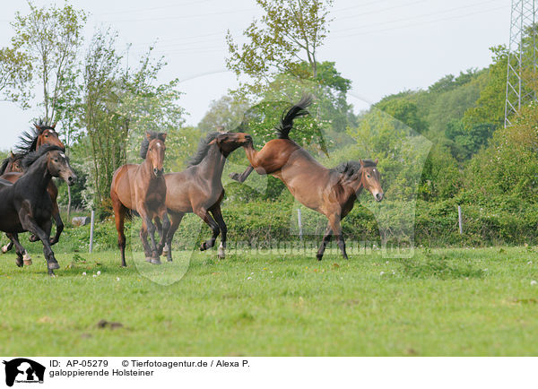 galoppierende Holsteiner / galloping Holsteiner horses / AP-05279