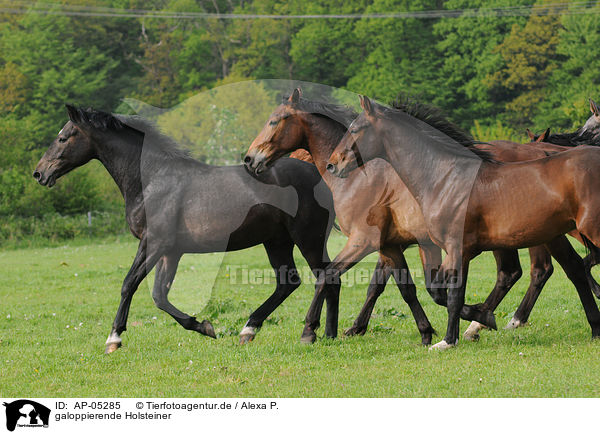 galoppierende Holsteiner / galloping Holsteiner horses / AP-05285