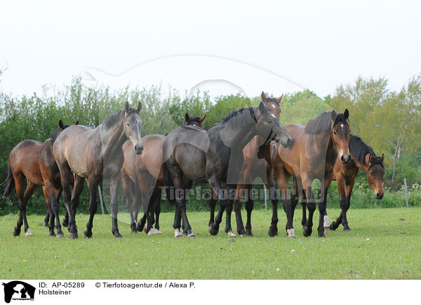 Holsteiner / Holsteiner horses / AP-05289